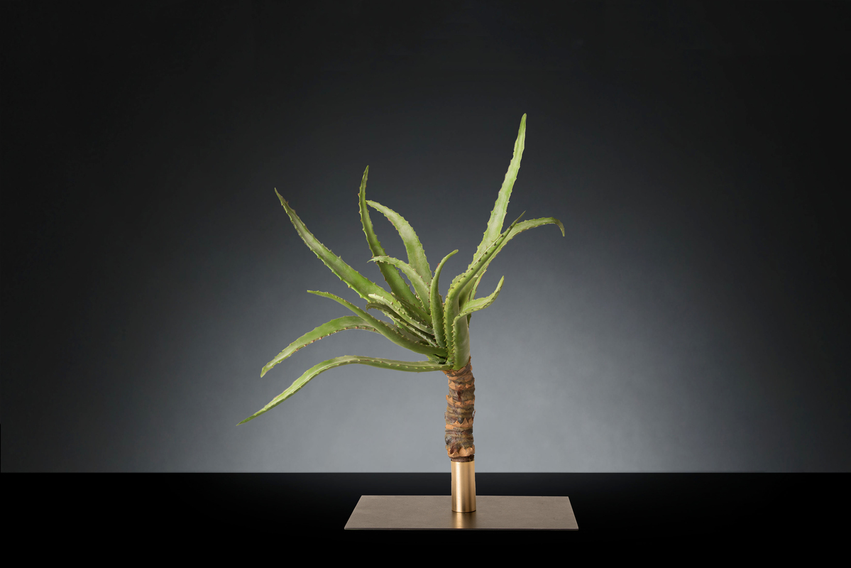 1700222099-1142945.96 SINGLE ALOE PLANT SMALL_2LOW